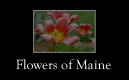 Flowers of Maine