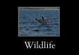 Maine Wildlife